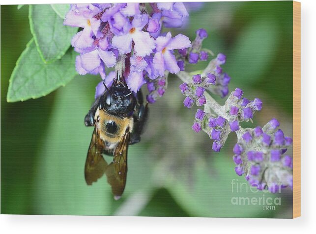 Bee Wood Print featuring the photograph Bee-Lieve by Cindy Manero