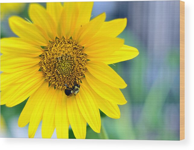 Bee Wood Print featuring the photograph Bee on Flower by La Dolce Vita