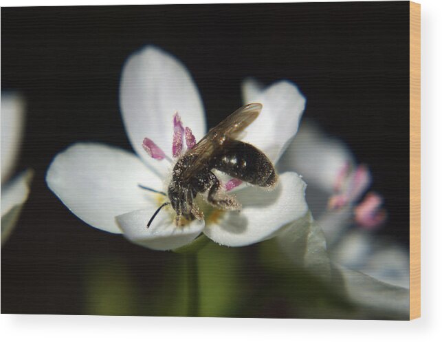 Nature Wood Print featuring the photograph Bee Still by Off The Beaten Path Photography - Andrew Alexander