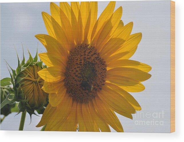 Sunflower Wood Print featuring the photograph Before and After by Nona Kumah