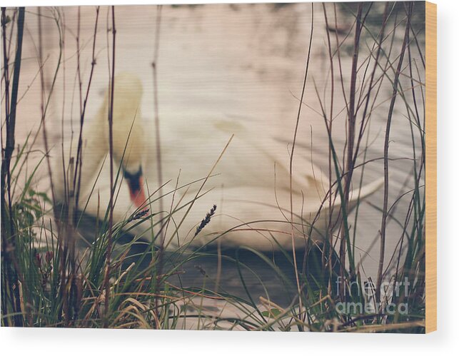 Swan Wood Print featuring the photograph Before the Night Falls by Jasna Buncic