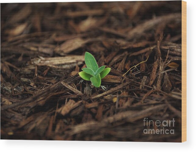 Adrian-deleon Wood Print featuring the photograph Begin a New by Adrian De Leon Art and Photography