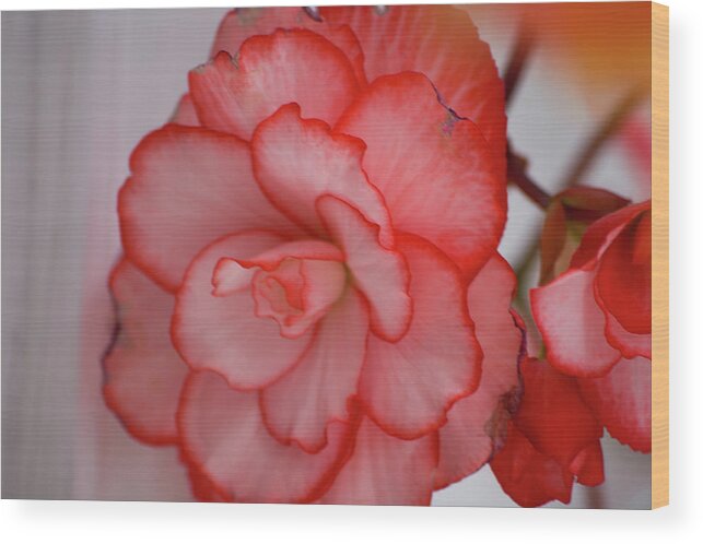 Flower Wood Print featuring the photograph Begonia Beauty by Lora Lee Chapman
