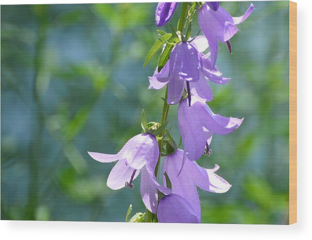 Flowers Wood Print featuring the photograph Bellfower Fairy Dresses by Lyle Crump