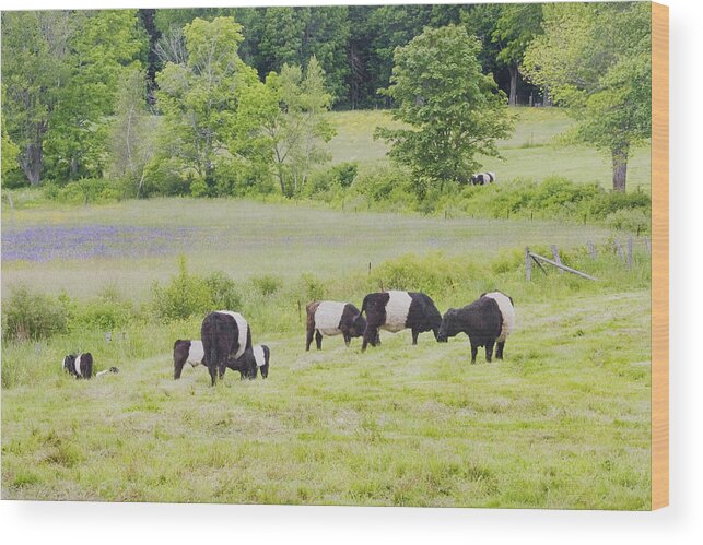 Cow Wood Print featuring the photograph Belted Galloway Cows Rockport Maine Poster Prints by Keith Webber Jr