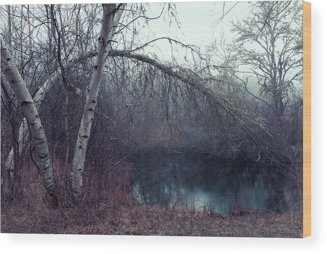 Andrew Pacheco Wood Print featuring the photograph Bending Birch by Andrew Pacheco