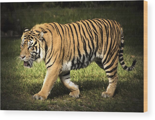 Aggressive Wood Print featuring the photograph Bengal Tiger by Penny Lisowski