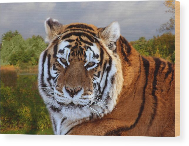 Bengal Tiger Wood Print featuring the photograph Bengal Tiger Portrait by Michele A Loftus
