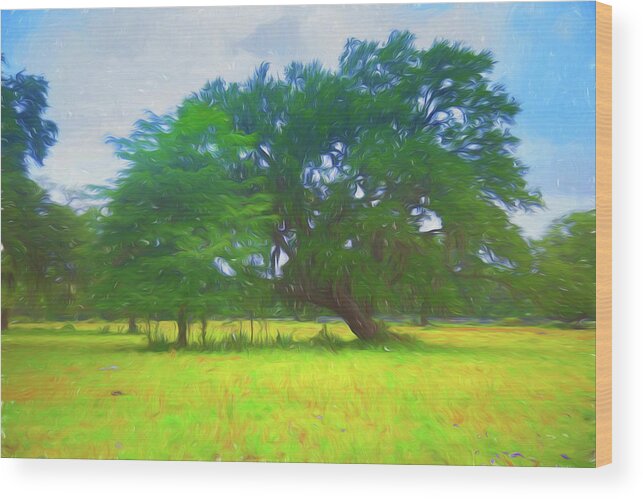 Cows Wood Print featuring the photograph Bent, but not Broken by Judy Wright Lott