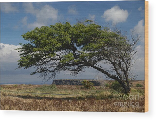 Tree Wood Print featuring the photograph Bent Tree by Mark Dahmke