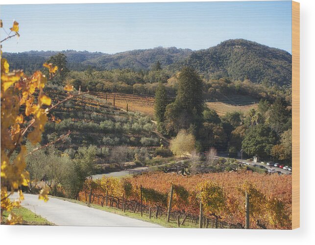 Landscape Wood Print featuring the photograph Benziger winery by Michael Hope