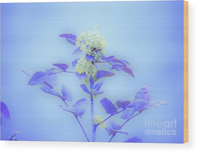 Floral Wood Print featuring the photograph Berries on blue by Merle Grenz