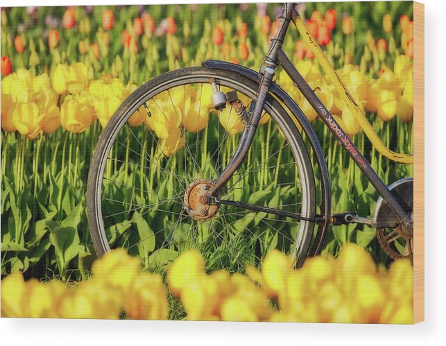 Beautiful Wood Print featuring the photograph Bicycle Wheel and Tulips by Jerry Fornarotto