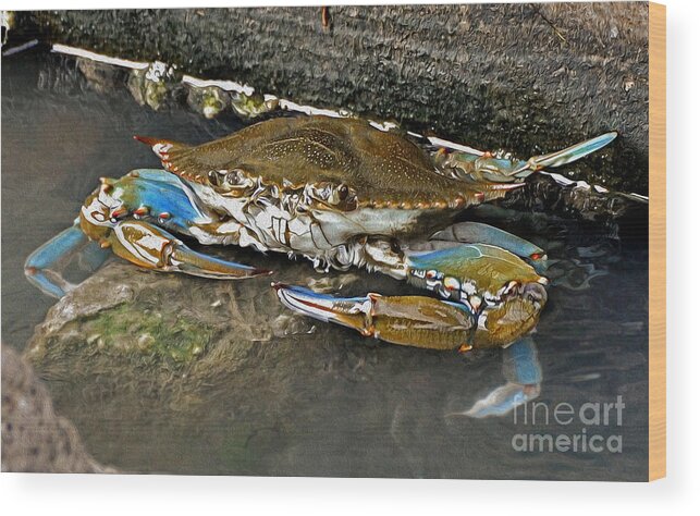 Crab Wood Print featuring the photograph Big Blue by Kathy Baccari