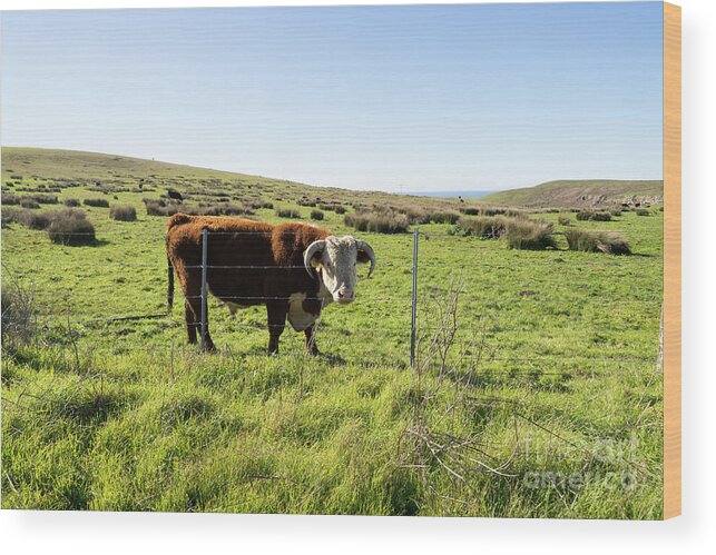 Wingsdomain Wood Print featuring the photograph Big Bull At Point Reyes National Seashore California DSC4884 by Wingsdomain Art and Photography