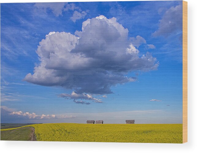 Canola Wood Print featuring the photograph Big Clouds by Bill Cubitt