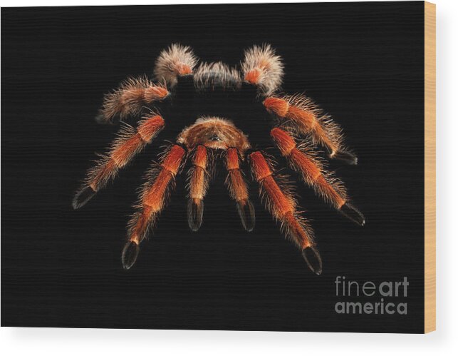Spider Wood Print featuring the photograph Big hairy Tarantula Theraphosidae by Sergey Taran