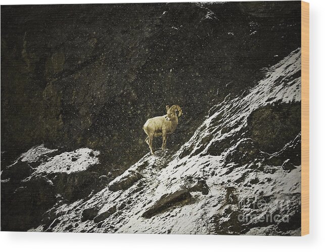 Landscape Wood Print featuring the photograph Big Horn Ram in Snow Storm by Craig J Satterlee