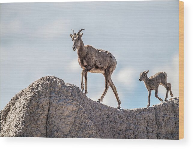 Big Wood Print featuring the photograph Big Horns out for a Stroll by Paul Freidlund