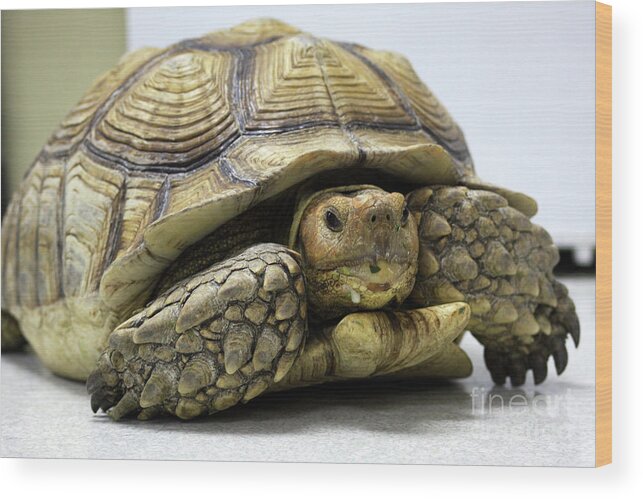 Turtles Wood Print featuring the photograph Big Ol Turtle by Joy Tudor