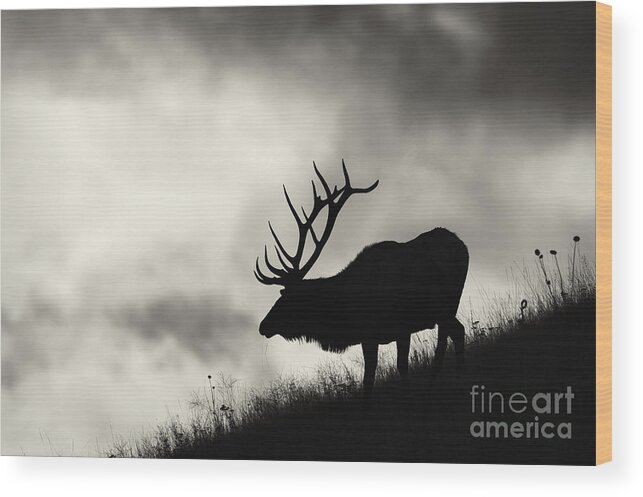 Elk Wood Print featuring the photograph Big Sky by Aaron Whittemore