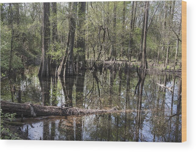  Wood Print featuring the photograph Big Thicket National Preserve north of Kountze by Carol M Highsmith