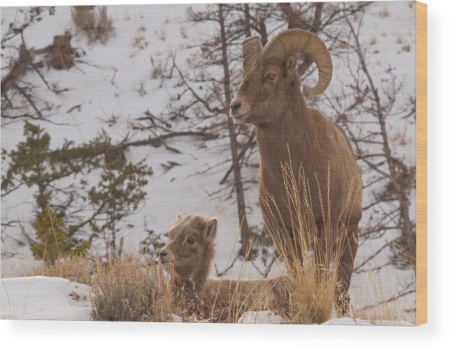 Bighorn Sheep Wood Print featuring the photograph Bighorn Ram and Kid by Gary Beeler