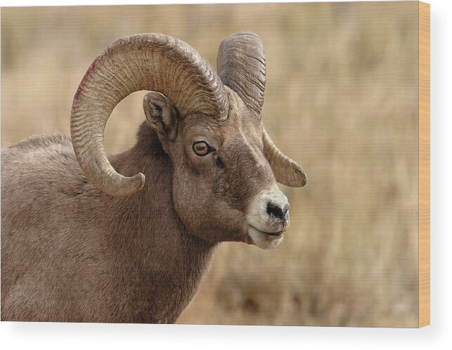 Bighorn Wood Print featuring the photograph Bighorn by Ronnie And Frances Howard