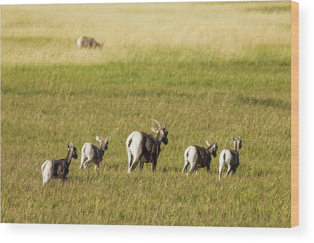 Sheep Wood Print featuring the photograph Bighorn Sheep SD 3 by John Brueske