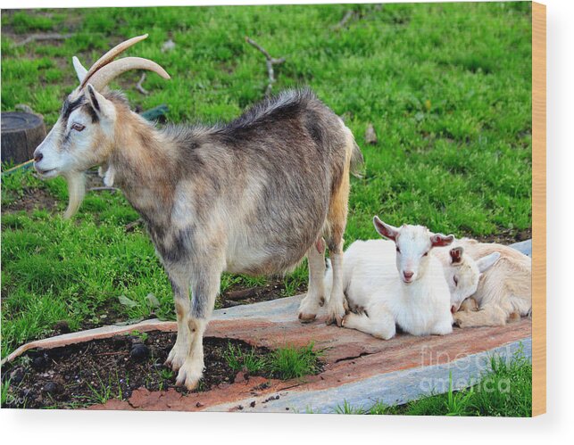 Billy Goat Wood Print featuring the photograph Billy And The Kids by Kathy White