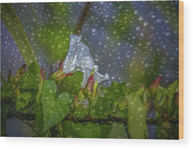 Droplets Wood Print featuring the photograph Bindweed Droplets 1 #g1 by Leif Sohlman