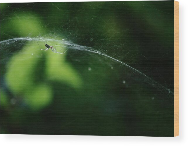 Nature Wood Print featuring the photograph Biodome by Kreddible Trout