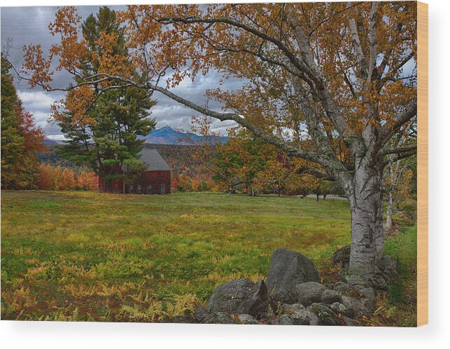 Chocorua Fall Colors Wood Print featuring the photograph Birch over the mountains by Jeff Folger