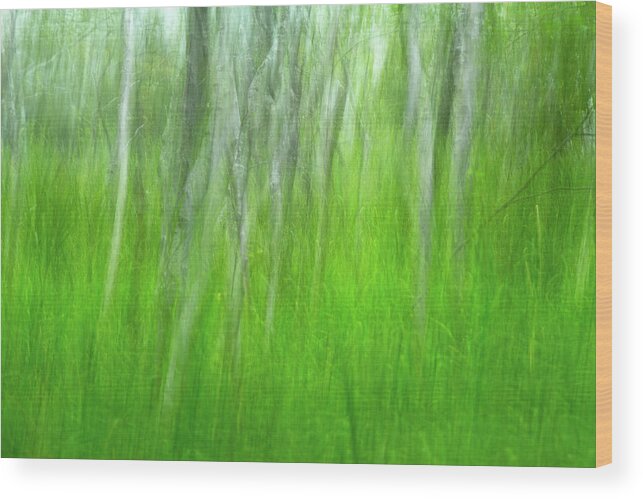 Intentional Camera Movement Wood Print featuring the photograph Birch Tree Summer Dream by Juergen Roth