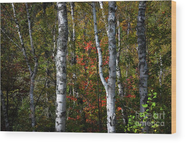 Birch Wood Print featuring the photograph Birches by Elena Elisseeva