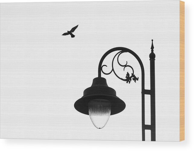 Flying Dove Wood Print featuring the photograph Bird and Street Lamp in Black and White by Prakash Ghai