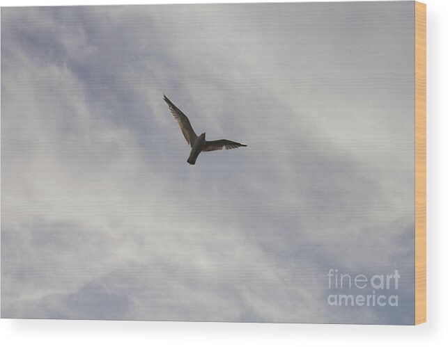 Skyscape Wood Print featuring the photograph Bird in Flight by Donna L Munro