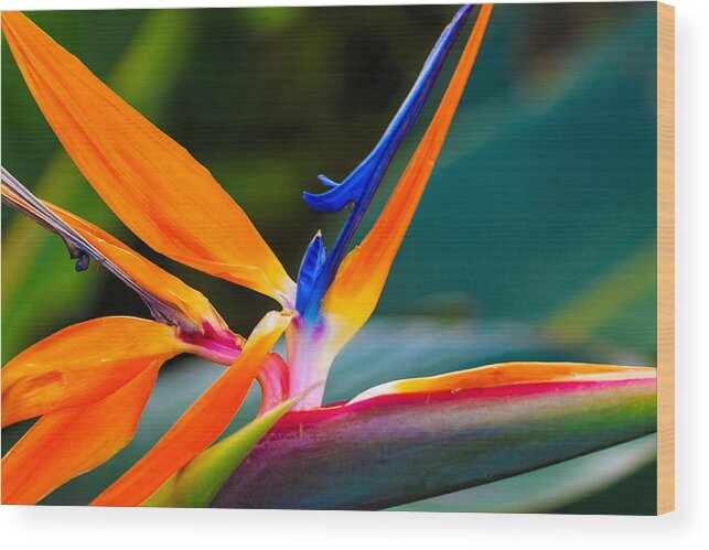 Floral Wood Print featuring the photograph Bird of Paradise by Jade Moon