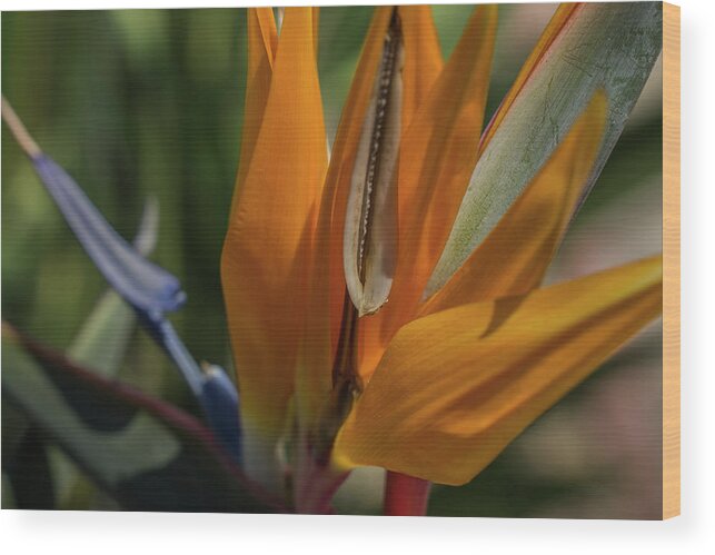 Flower Wood Print featuring the photograph Bird of Paradise by Steve Gravano