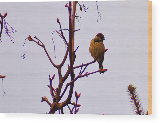 Birds Wood Print featuring the photograph Bird on a Bud by Bill Cannon