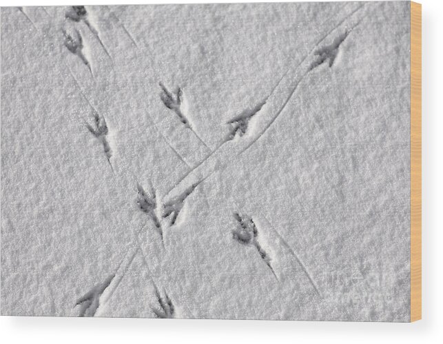 Winter Wood Print featuring the photograph Bird tracks in the snow by Sophie McAulay