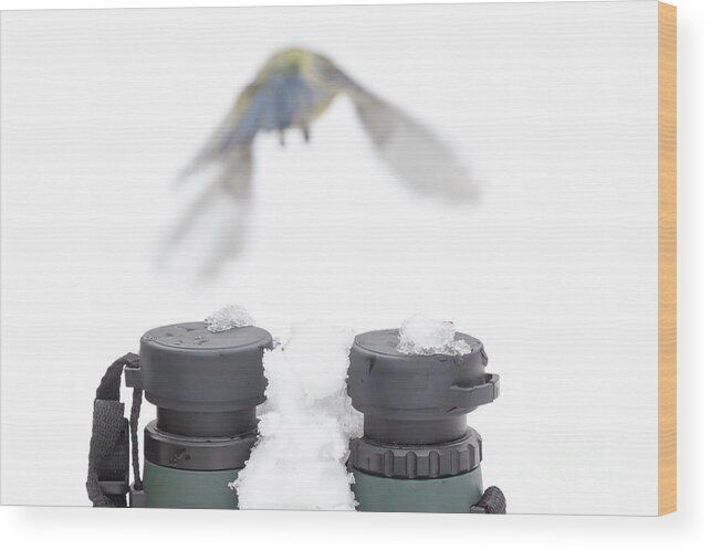 Bird Wood Print featuring the photograph Bird watching concept in winter by Simon Bratt