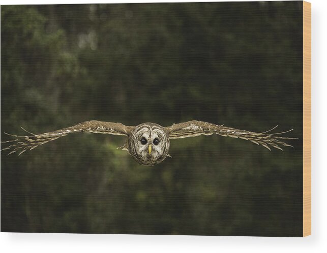 Owl Wood Print featuring the photograph Birds Eye View by Christy Cox