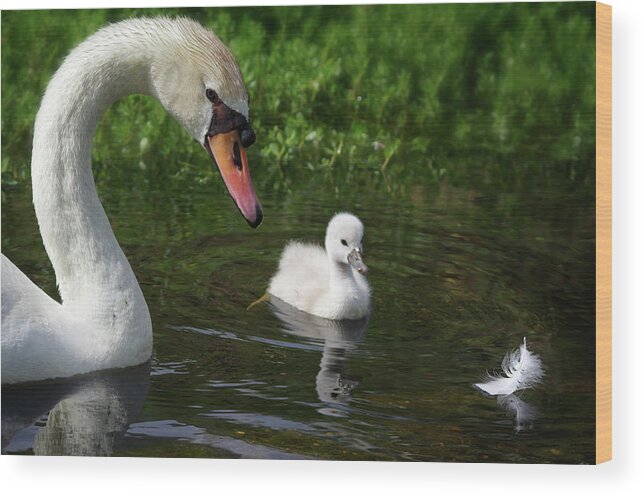 Mute Swans Wood Print featuring the photograph Birds Of Feather... by Evelyn Garcia