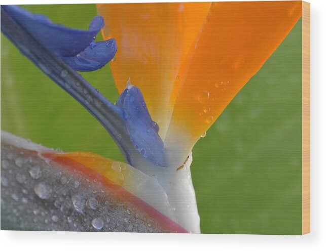 Birds Of Paradise Wood Print featuring the photograph Birds of Paradise by Kelly Wade