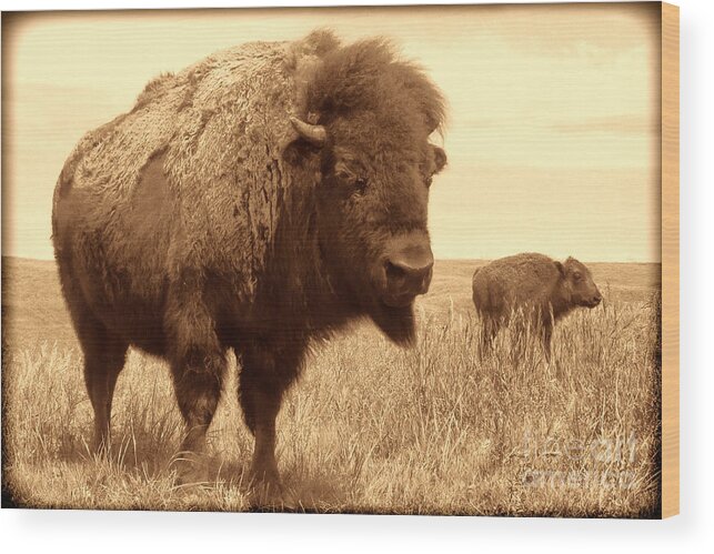 Bison Wood Print featuring the photograph Bison and Calf by American West Legend By Olivier Le Queinec