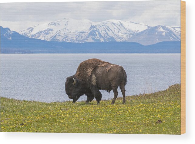 American Bison Wood Print featuring the photograph Bison at the Lake by Max Waugh