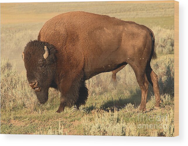 Bison Wood Print featuring the photograph Bison Huffing And Puffing For Herd by Max Allen