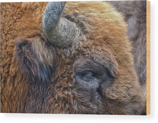 Bison Wood Print featuring the photograph Bison by Kuni Photography