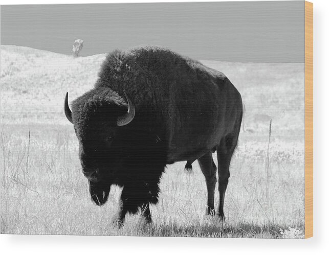 Bison Wood Print featuring the photograph Bison On Open Range by Christiane Schulze Art And Photography